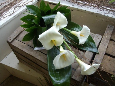 84 White Calla Lillies