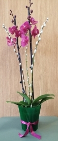 Moth Orchid plant