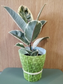Ficus ( rubber plant)