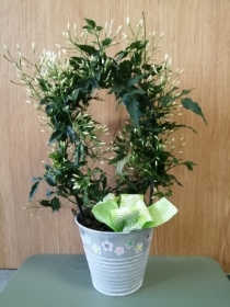 Jasmine in Bucket