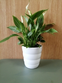 Peace Lily