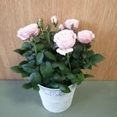Rose plant in decorative tin.